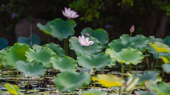 Peltate leaves and pink flowers of <i>Nelumbo nucifera</i> rises from the water surface.